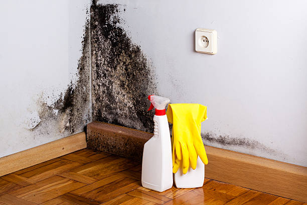 Best DIY Mold Remediation in Bemiss, GA